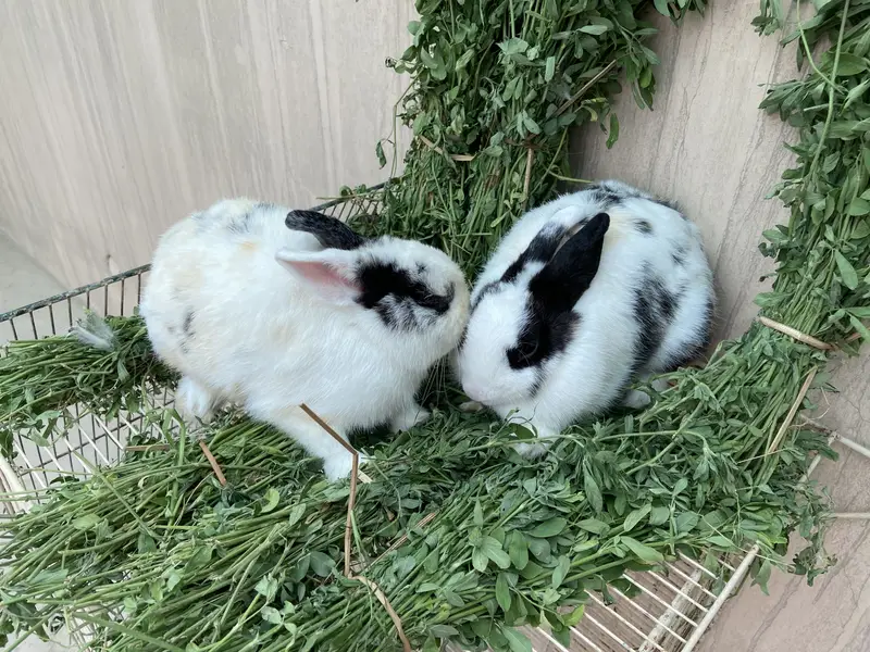 Fancy Rabbits HotHot Dutch Teddy Bear Dwarf — photo 11
