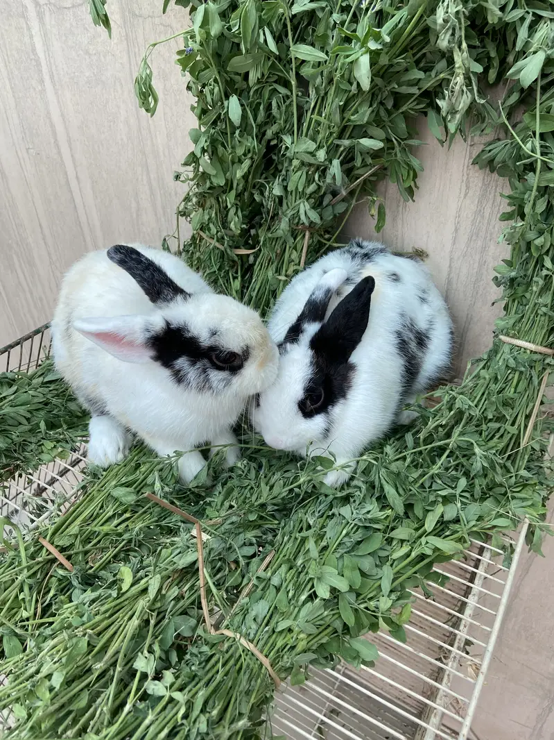 Fancy Rabbits HotHot Dutch Teddy Bear Dwarf — photo 12