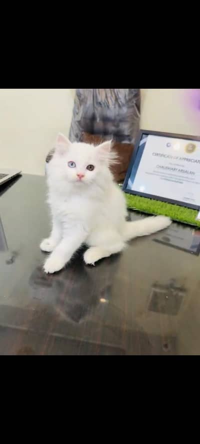 persian cat for sale My WhatsApp number 03093713755