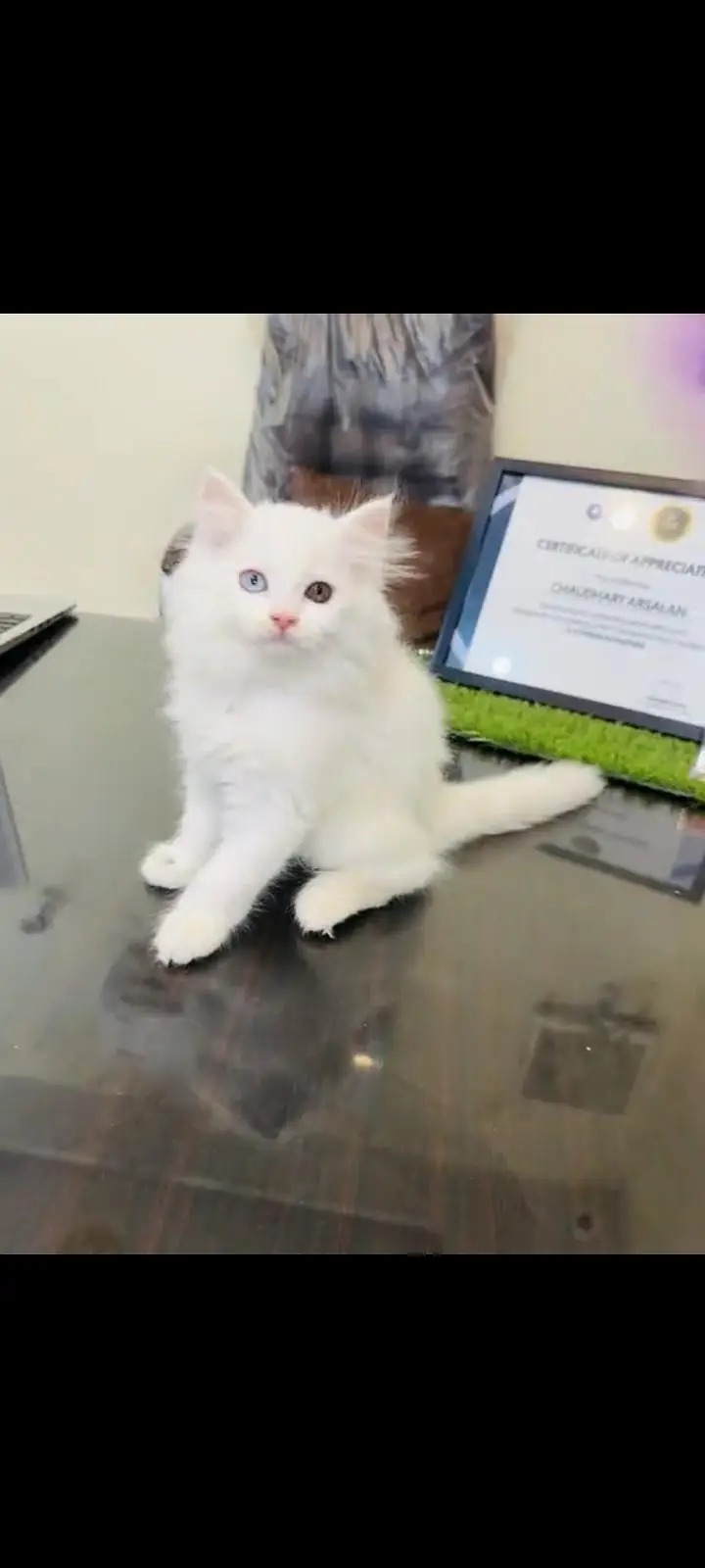 persian cat for sale My WhatsApp number 03093713755