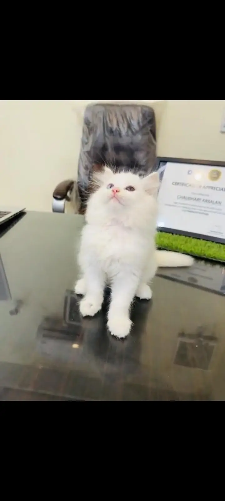 persian cat for sale My WhatsApp number 03093713755 — photo 2