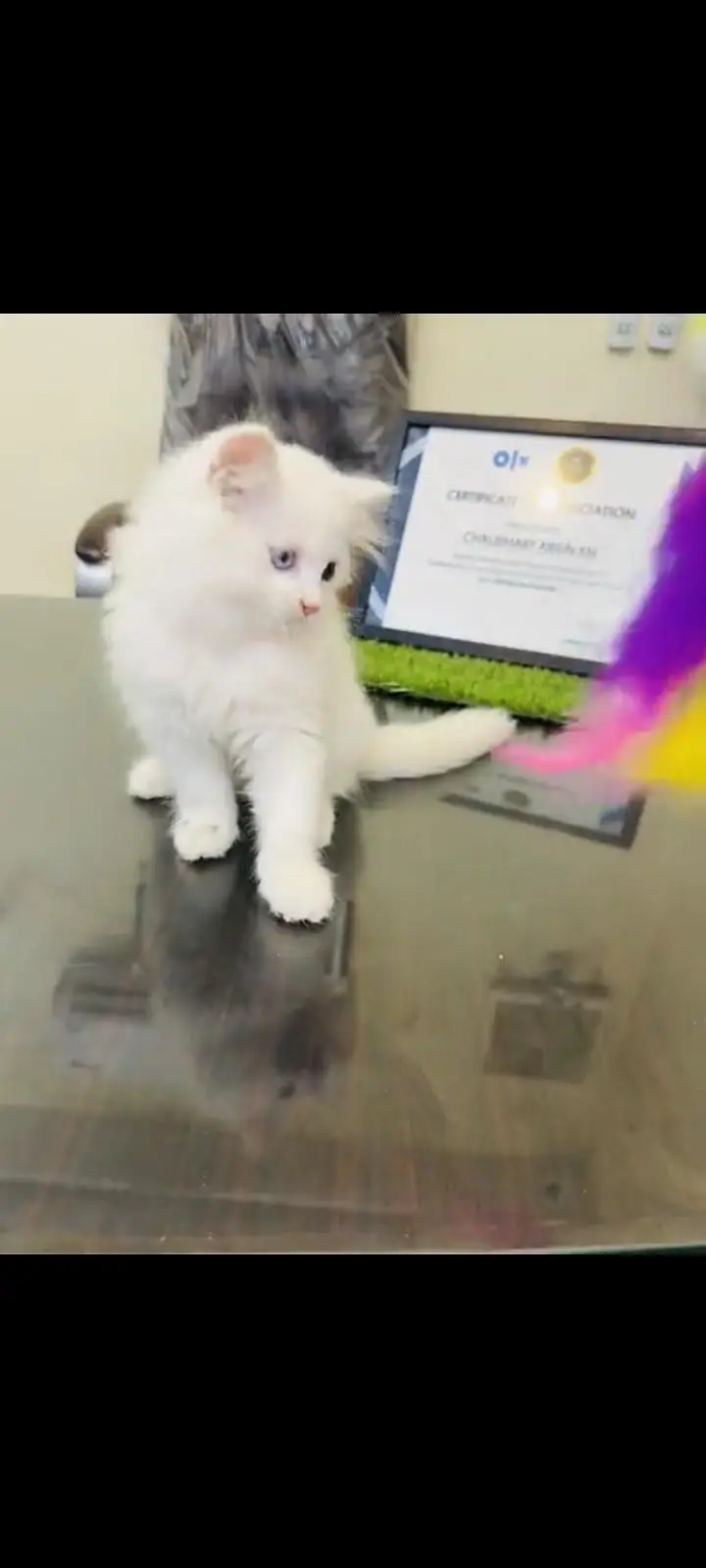 persian cat for sale My WhatsApp number 03093713755 — photo 3