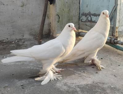 Pomeranian Pouter Pigeon