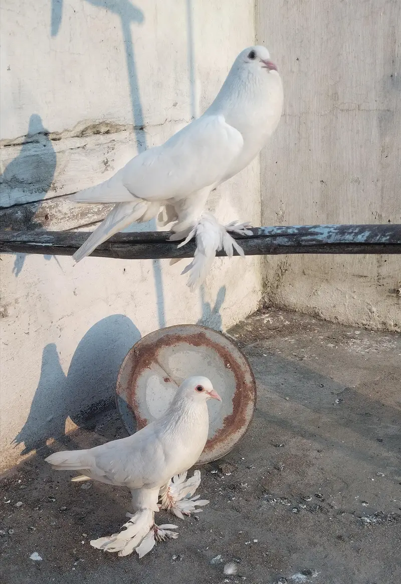 Pomeranian Pouter Pigeon — photo 2