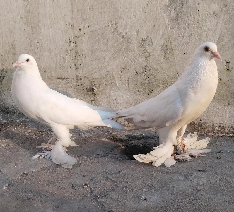 Pomeranian Pouter Pigeon — photo 4