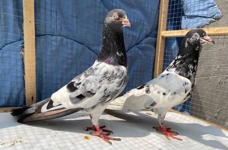 kamger pigeons bredr pair