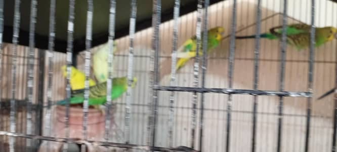 Budgies