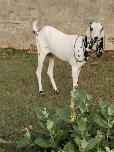 goat for sale