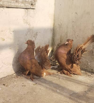 American Brown Faintail