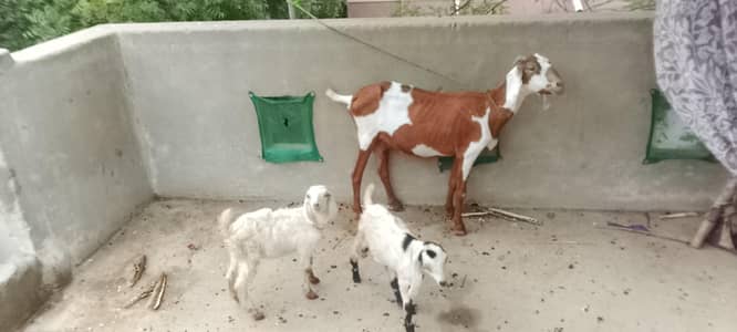 1 bakri 2 bacho k sath Hy mere ghr ki breed hy