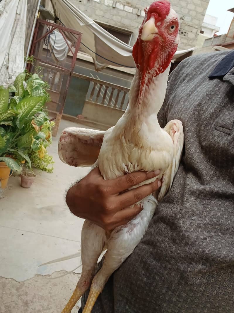 Qandhari  heera 2