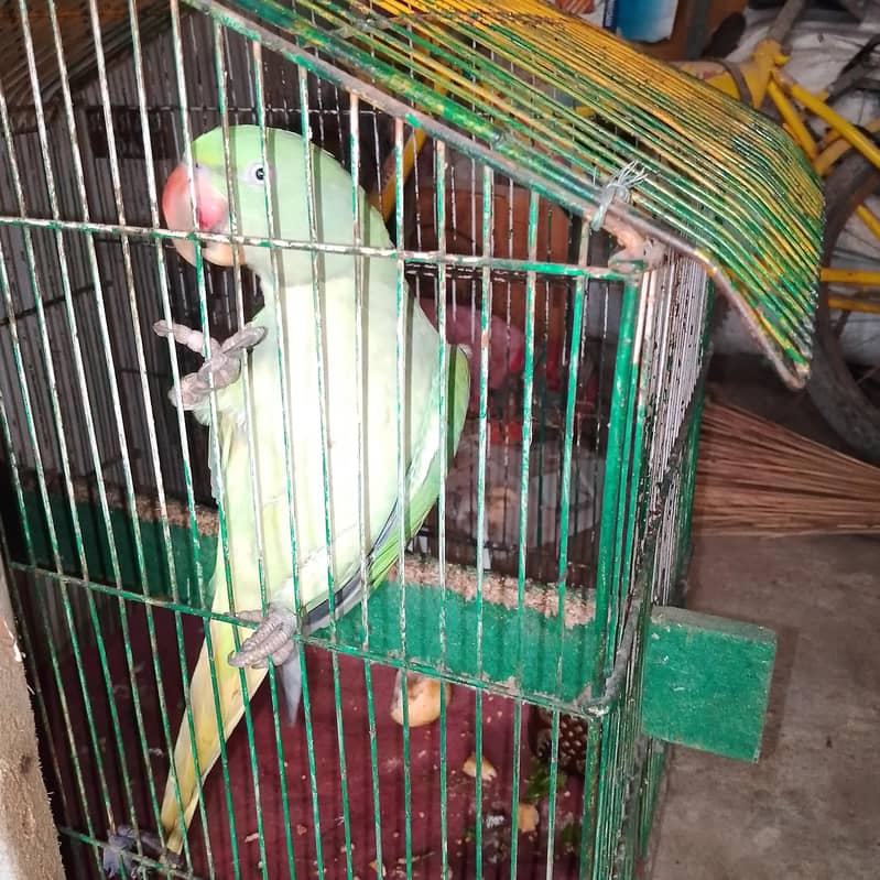 female 0