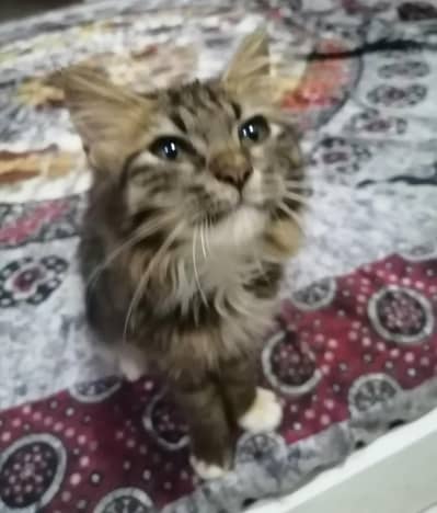 British Longhair Male Kitten