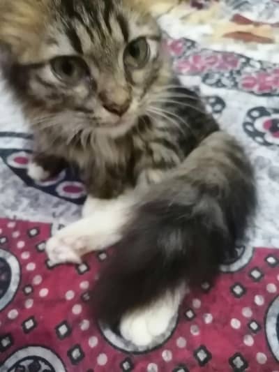 British Longhair Male Kitten