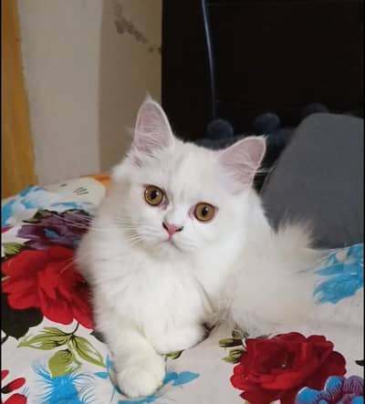 Persian punch face triple coat female kitten