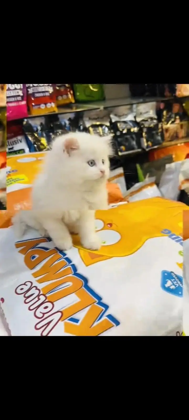 persian cat for sale My WhatsApp number 03093713755