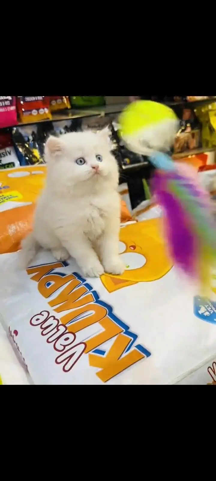 persian cat for sale My WhatsApp number 03093713755 — photo 2
