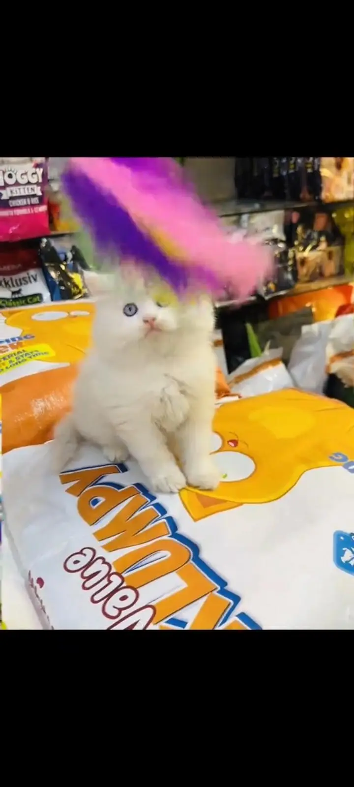 persian cat for sale My WhatsApp number 03093713755 — photo 3