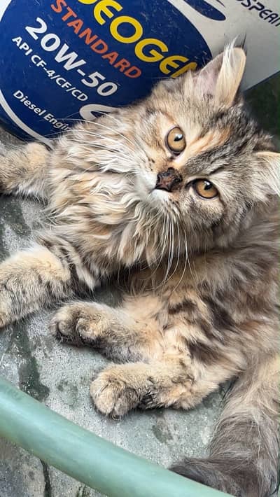 Salam i am selling a persian cat triple coat