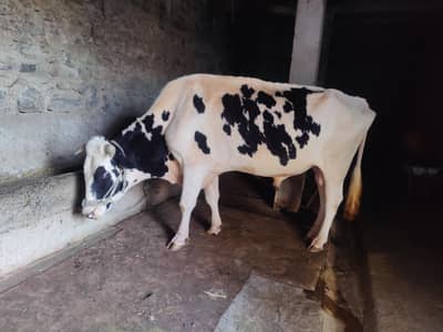 Australian Friesian Cross Breeder Bull / Active Male Bull