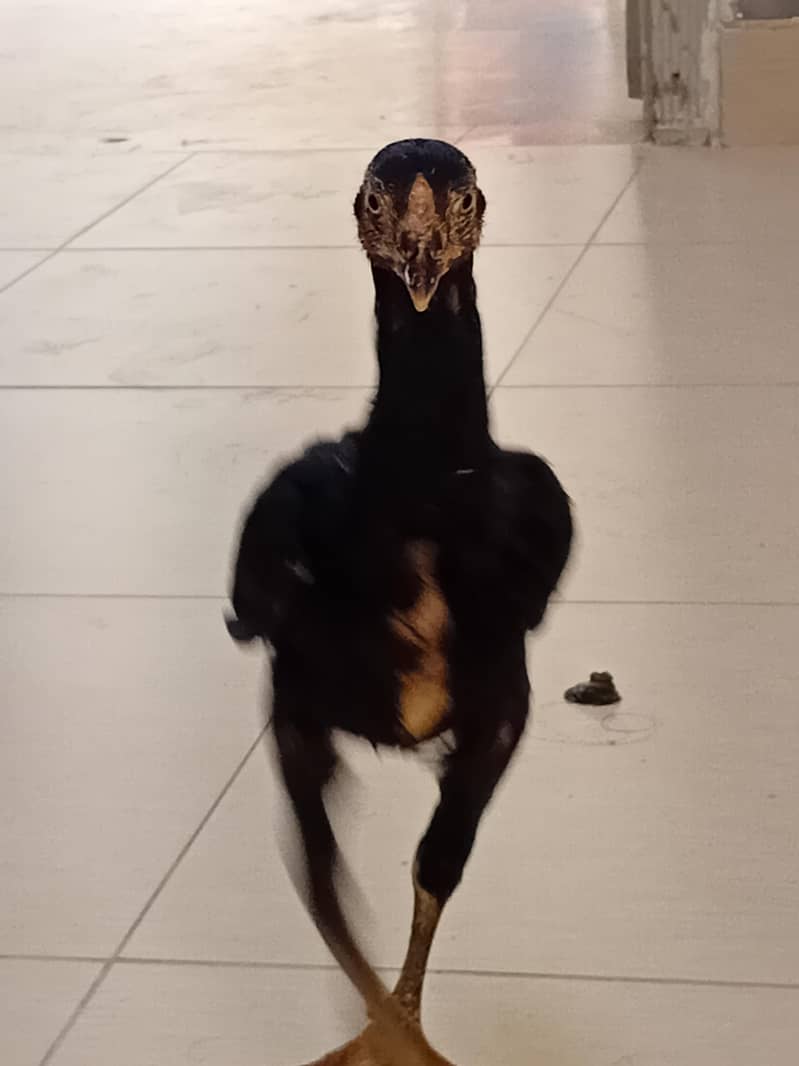 chicks 0