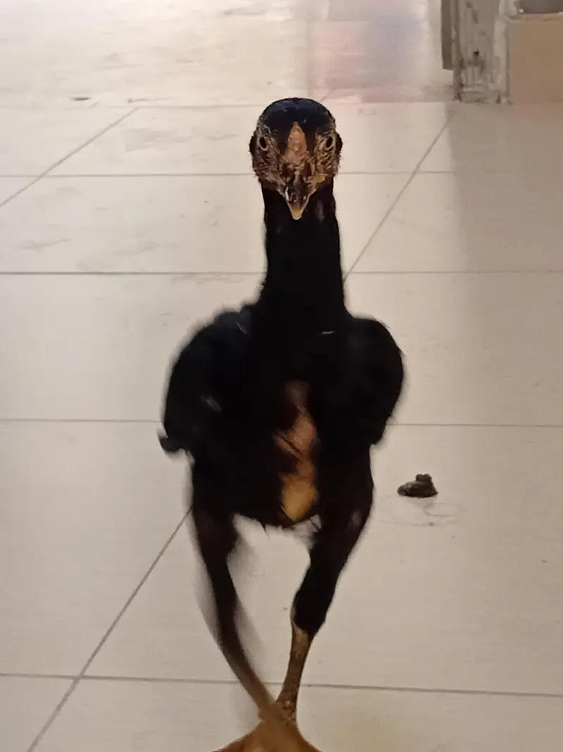 chicks