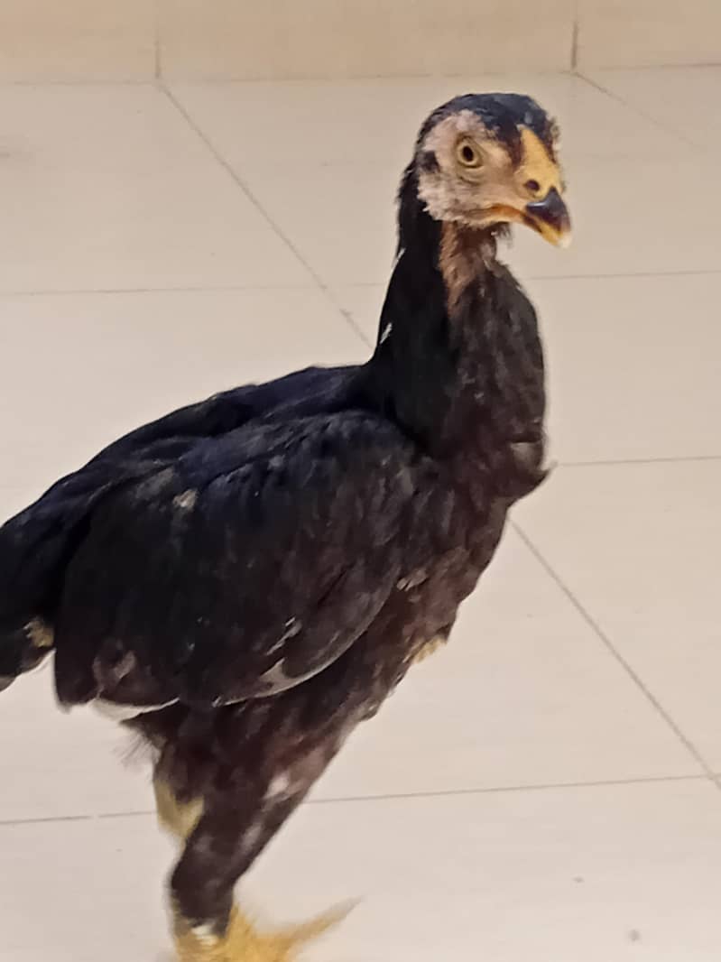 chicks 1