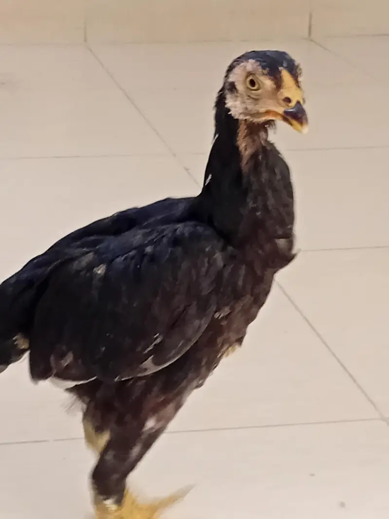chicks — photo 2