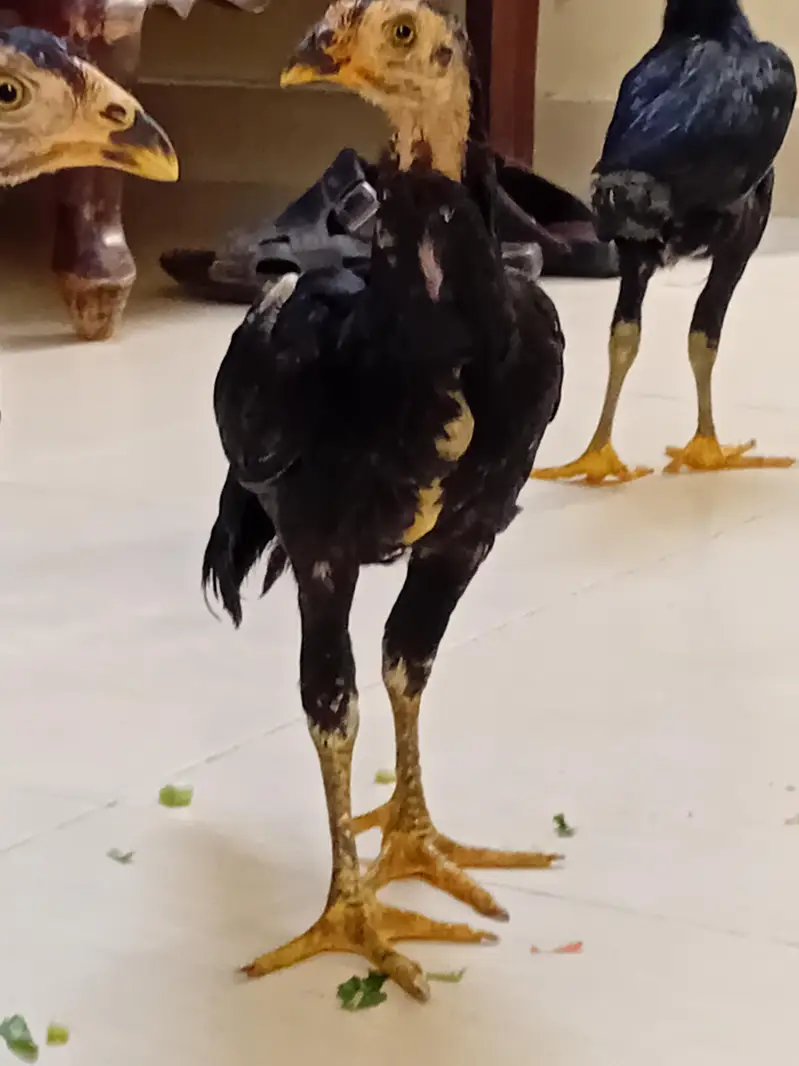 chicks — photo 3