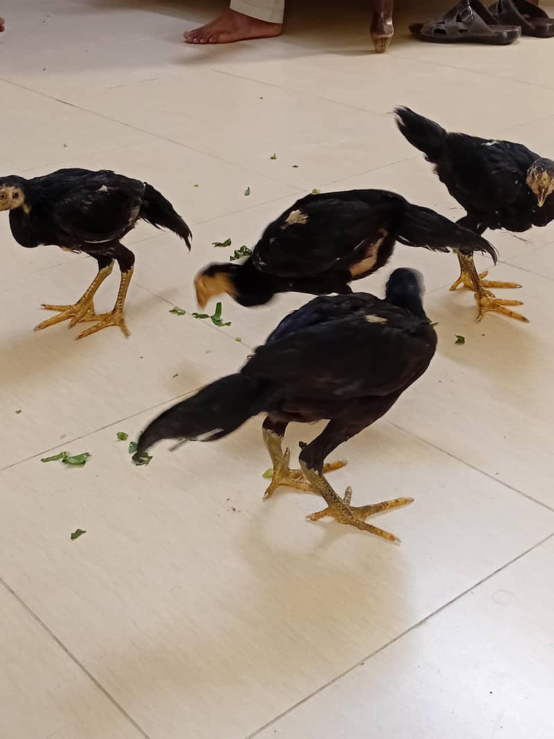chicks 3