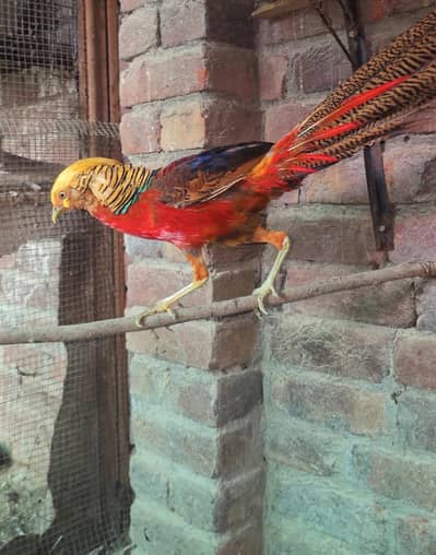 Red Golden and Green (Both males)
