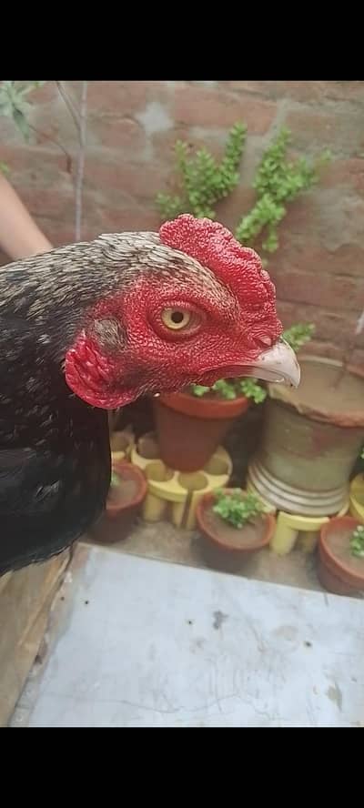 DISCOUNT OFFER (QUALITY BREED FOR SALE IN REASONABLE PRICE)