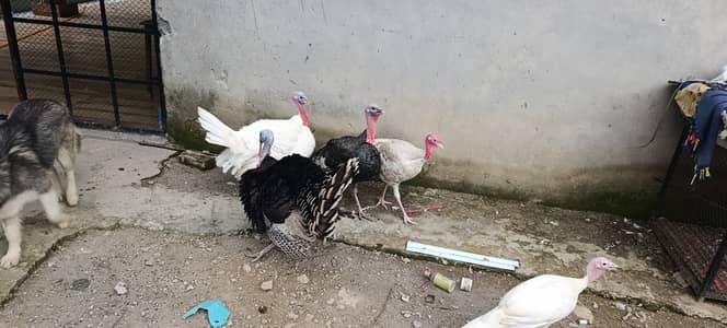 Male Turkeys for sale. . free range and organically raised. . . Breeders
