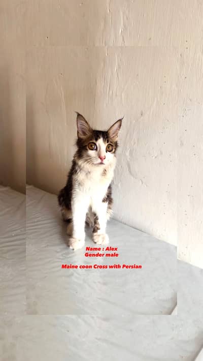 Cat Persian Maine coon kitten cats