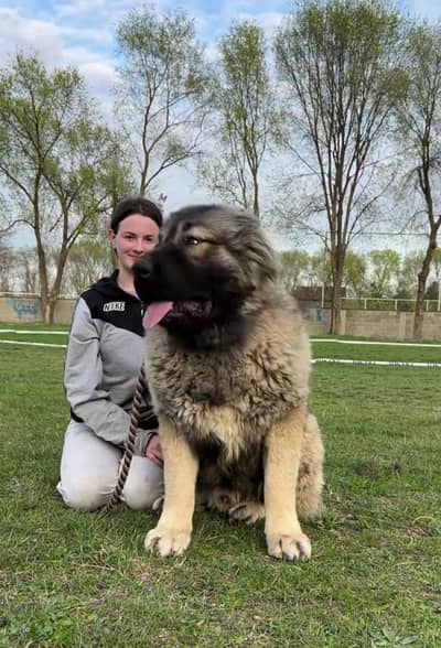 Cocasian shepherd puppies from Russian import DOGS