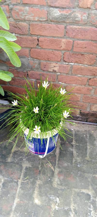 Rain Lilly