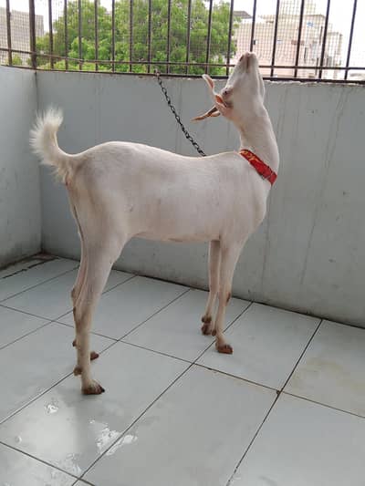 desi tapra