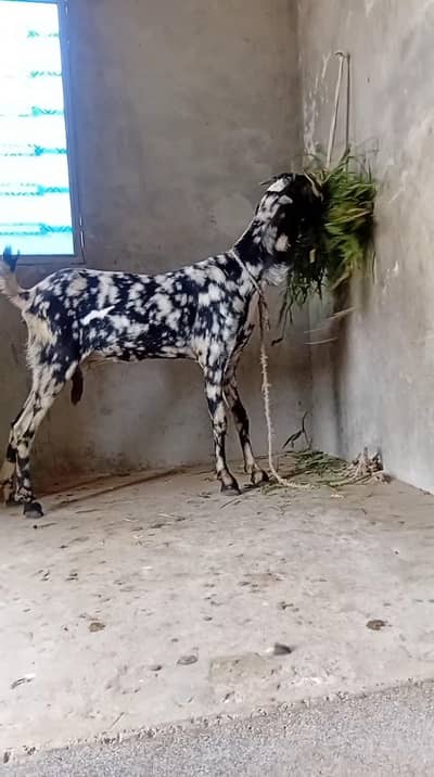 Beetal bakri