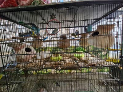 Birds setup for sale