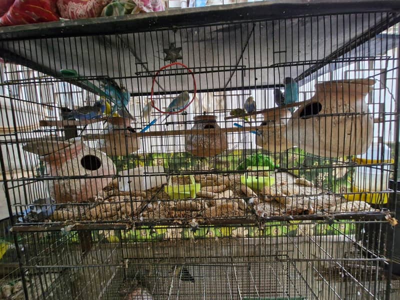Birds setup for sale 0