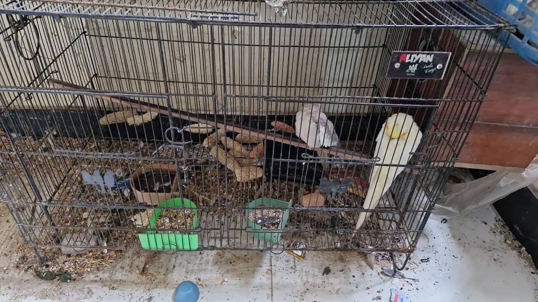 Birds setup for sale 1