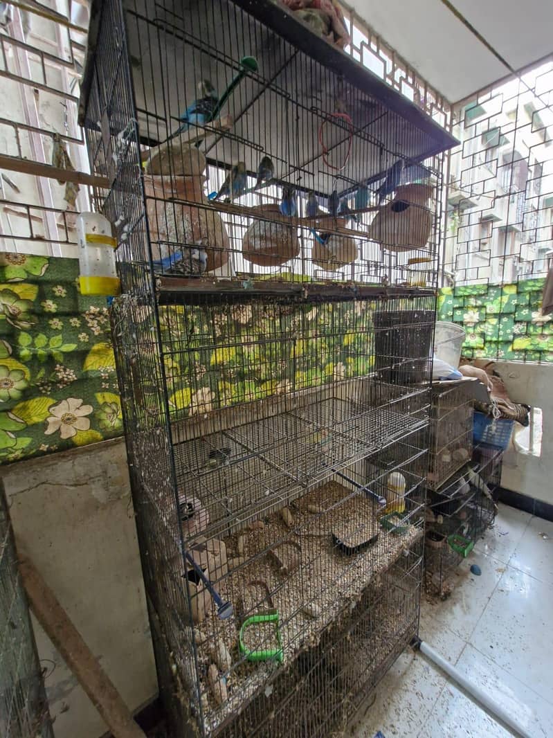 Birds setup for sale 2