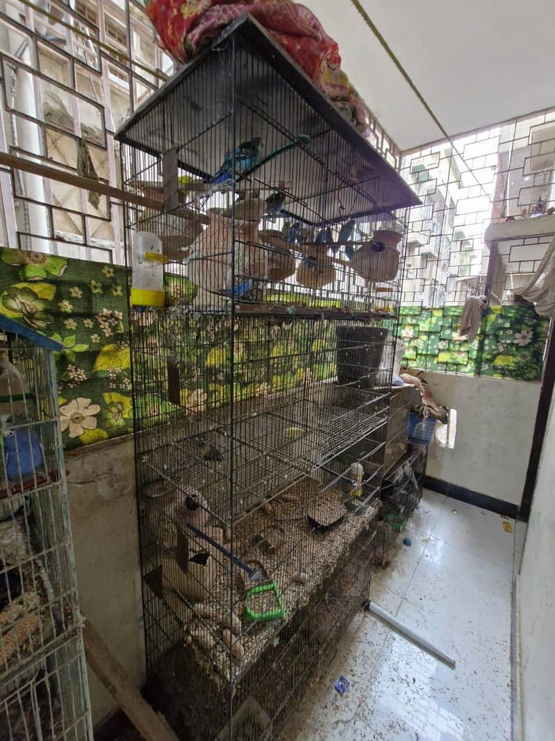 Birds setup for sale 3