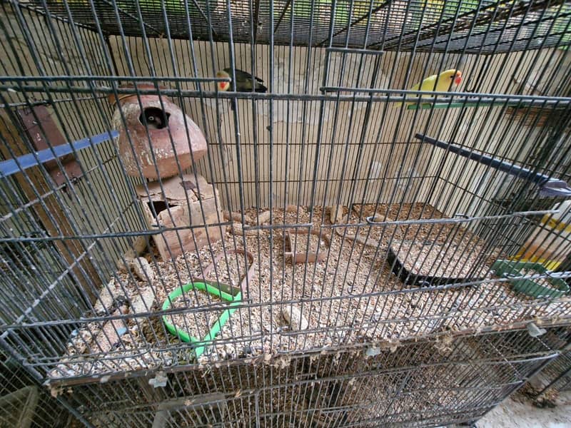 Birds setup for sale 4