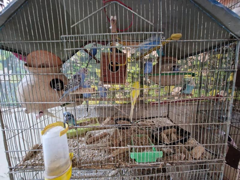 Birds setup for sale 5