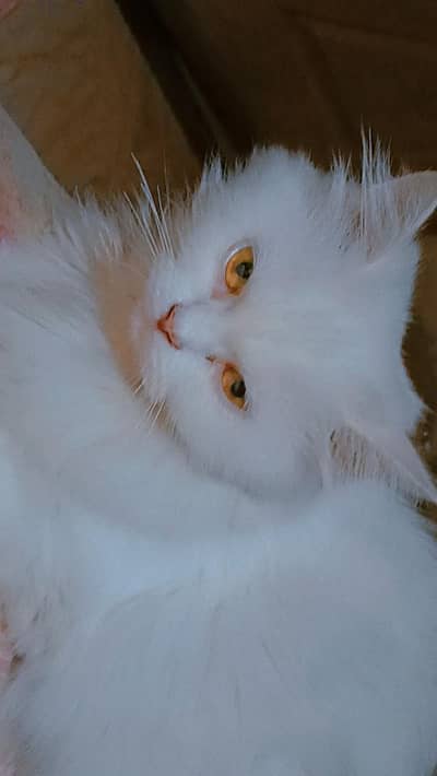 tahsoho