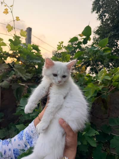 Persian Kitten triple coated. . . . Negotiable price
