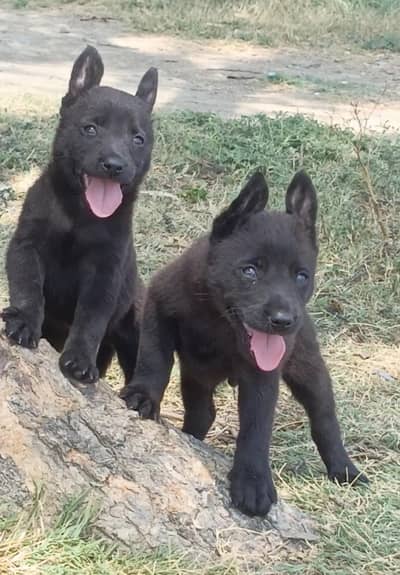 black German Shepherd pair | German Shepherd puppies for sale