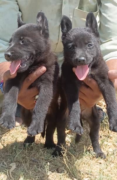 black German Shepherd pair | German Shepherd long coat puppies
