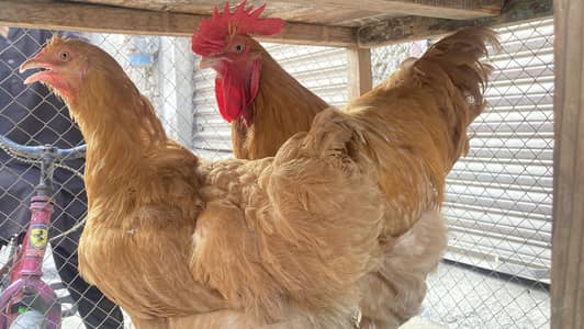 golden buff pair
